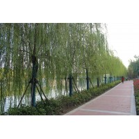 柳树 20-25公分多年冠垂柳树 园林绿化风景行道树柳树