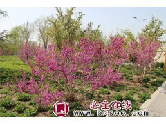 紫荆 巨紫荆规格定制 丛生紫荆树 株型饱满 适生范围花期长图1
