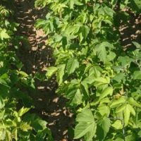 蓝莓苗 蓝莓苗种植管理 成熟早果大甜 挖新鲜苗易成活 晚熟果树