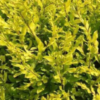 金叶水腊 水腊苗 园林绿化景区道路色块绿篱苗 规格齐全