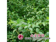 小叶女贞 小叶女贞苗耐修剪 抗污染 生命力旺盛护坡固土图1