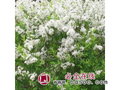 珍珠绣球菊 绣线菊小苗 绣线菊球 园林花海造景 花境应用材料图1