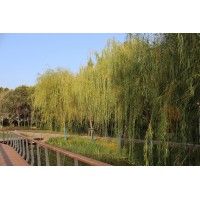 金丝垂柳 嫁接庭院12公分垂柳 观赏绿化垂柳树 枝叶繁茂