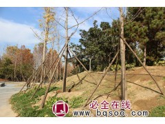 银杏 东北地区10公分 银杏树 抗性强移栽易成活 市政园林绿化行道树种图1