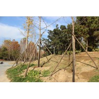 银杏 东北地区10公分 银杏树 抗性强移栽易成活 市政园林绿化行道树种