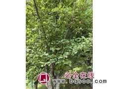 北美海棠 11公分西府海棠 14公分小区绿化海棠树 分支饱满图1