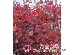 紫叶稠李 紫叶稠李10-30cm苗 彩叶树 园林绿化小苗图1