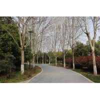 法国梧桐 二球悬铃木15公分18公分20公分法桐 行道观赏树种 基地直发