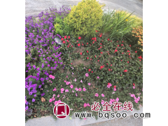 红宝石萱草 红宝石萱草 观赏花卉 植物造景 花海建设选用 欢迎来电图1