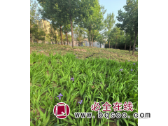 金娃娃萱草 鸢尾 玉簪 东北宿根花卉 耐寒花卉 时令草花销售 裸根苗图1