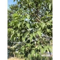 白蜡 露地嫁接对节白蜡观赏种植树 鲜活易养 树干通直