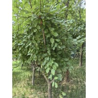 垂丝海棠 8 10 12 15公分冠幅饱满 分枝点一致 基地种植海棠树