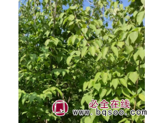 红瑞木 红润木分枝多 小苗根系发达 落叶灌木公园绿化用苗图1