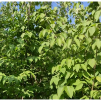 红瑞木 红润木分枝多 小苗根系发达 落叶灌木公园绿化用苗