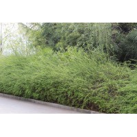 连翘 苗圃供应黄馨花苗 野迎春花 花坛花镜花海庭院花坛绿化工程苗木