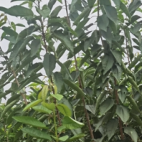 想种植樱桃树苗需了解樱桃树苗管理，修剪，施肥，樱桃树苗