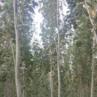 毛白杨 杨树 速生杨 园林绿化 造林苗 杨树苗销售价格
