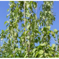 红瑞木 规格齐全 小苗根系发达 落叶灌木公园绿化用苗