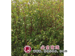 红瑞木 规格齐全 小苗根系发达 落叶灌木公园绿化用苗图1