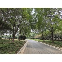 国槐 12-14公分国槐行道树 15公分园林用途风景绿化国槐树