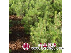 华山松 常绿乔木 2 3 4 5 6米工程苗 造林占地 经济效益高图1