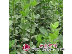 大叶黄杨球 大叶黄杨苗 绿篱植物 冬青苗四季长青 珍珠黄杨 营养杯小苗图1