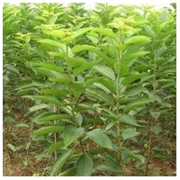 樱桃苗 樱桃苗大量供应 车厘子苗 鲁樱三号樱桃 长期指导