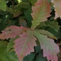 蒙古栎 丛生蒙古栎 鸡心果 基地直发 全国可发货 小松苗圃 种植指导