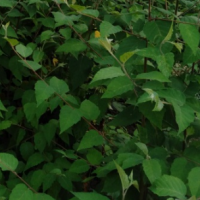 白桦 耐寒耐旱 小区庭院公园园林绿化观赏种植 树形优美