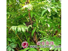 珍珠梅 珍珠梅 观赏性园林绿化 丛生苗木种植基地图1