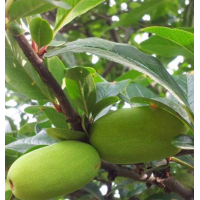 木瓜 5公分7公分9公分木瓜树 自己种植 质量好 苗圃现货 规格齐全