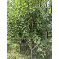 王族海棠 8-9-10公分西府海棠树 落叶乔木海棠 根系发达