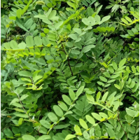 刺槐 基地批发造林苗 平头发帽刺槐树苗 量大质优