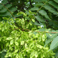 臭椿 千头椿 抗风沙 深根性萌蘖力强 庭荫树 观赏行道树绿化苗木