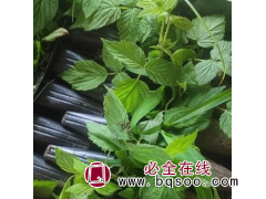 红树莓 黄树莓 批发苗木基地现货 基地直供树苗 优秀品种图1