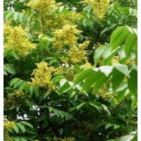 无患子 基地批发无患子 城市绿化庭院绿篱 园林景区市政道路风景苗