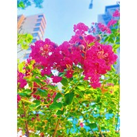 紫薇 供应美国紫薇 红火箭 红火球紫薇 花坛园林种植花卉 庭院小区观赏植物