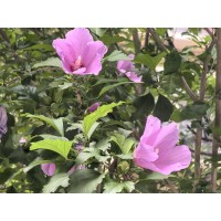 基地批发园林绿化木槿树 木槿花价格 丛生木槿树 艺镨苗圃 木槿