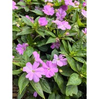 凤仙花苗 庭院观赏指甲花 色彩鲜艳 花期长 宁香苗木花卉