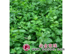 丁香 苗圃出售 丁香树 丁香球 景区 花坛花镜园林造景 绿化苗木图1