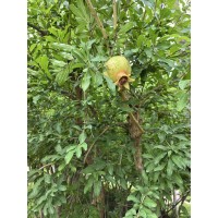 大红袍石榴盆景 石榴树批发 基地石榴苗观赏花石榴树苗石榴盆景苗