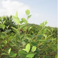 百花花楸 吉林长春旭阳苗木 花楸小苗 东北苗木 花楸苗销售