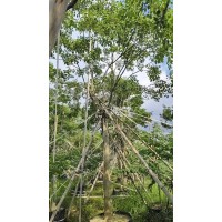 紫花风铃12-18分全冠假植苗 紫花风铃嫁接绣球