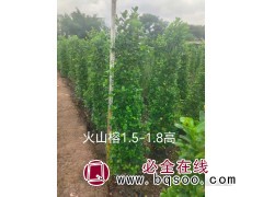 火山榕1.5-1.8高 揭阳市正诚花木场 火山榕小苗大量供应图1