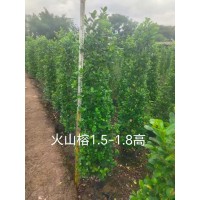 火山榕1.5-1.8高 揭阳市正诚花木场 火山榕小苗大量供应