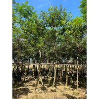 黄花风铃 惠州鼎晟苗木 供应3-25黄花风铃 现货苗木