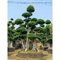 高度4米左右 ​造型榕桩景 老李小叶榕种植基地