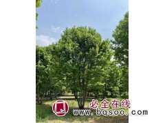 丛生美国红枫 美国红枫大树 临沂美国红枫基地 公园绿化造景图1