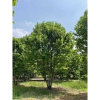 丛生美国红枫 美国红枫大树 临沂美国红枫基地 公园绿化造景