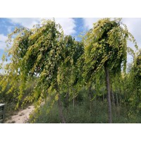 山西乡村苗木 金叶榆 高杆金叶榆 彩叶树 园林绿化 景观树